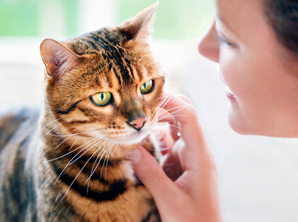 Woman petting tabby cat's chin
