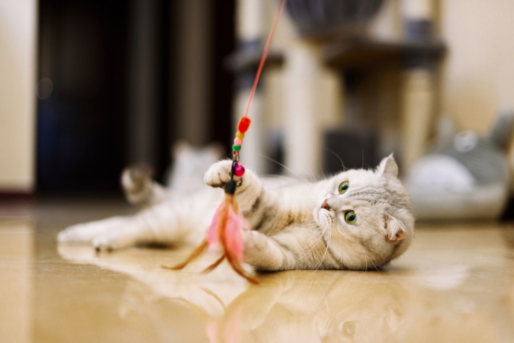 Cat laying on floor playing with feather toy