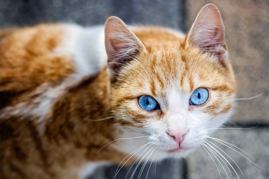 Breeds Of Cats With Blue Eyes