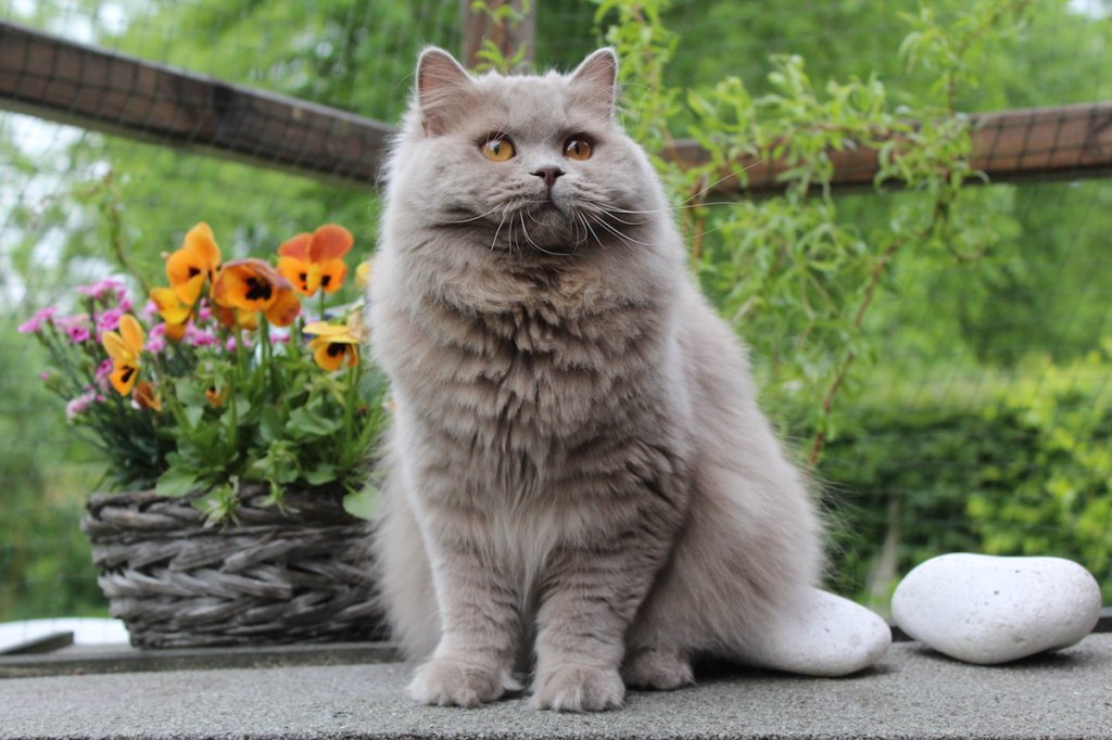 British Longhair Cat