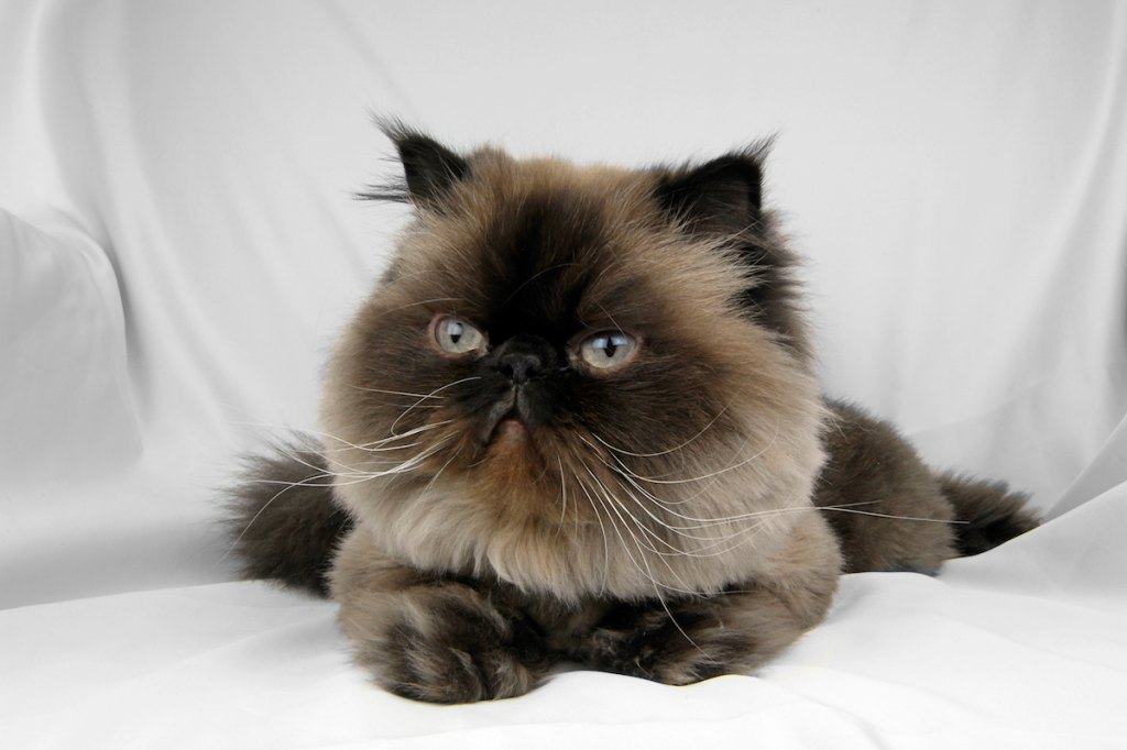 Cat Breeds With Long Hair