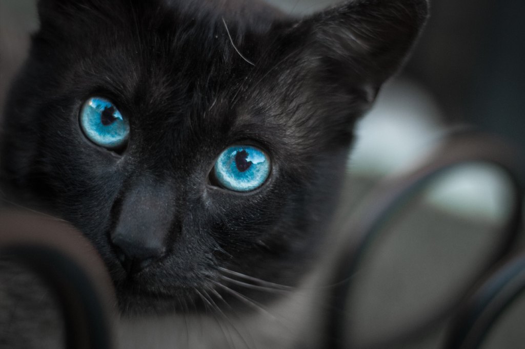 Cat With Blue Eyes