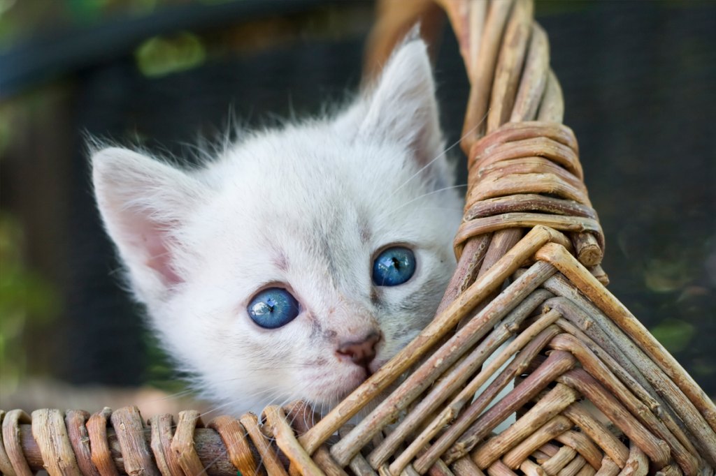 Cats With Blue Eyes Breeds