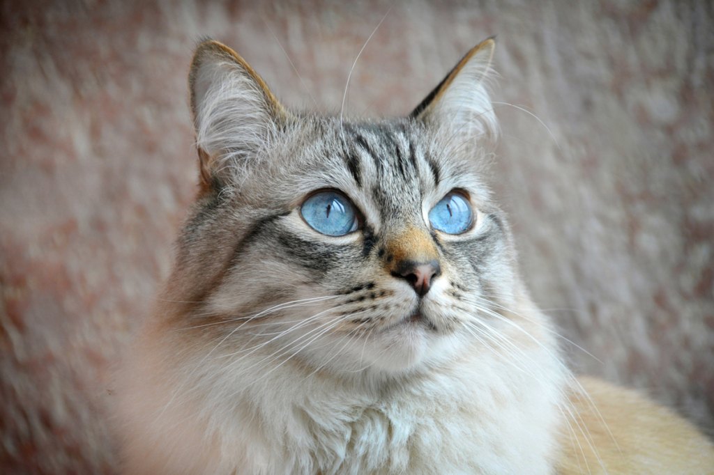 Cats With Blue Eyes Names
