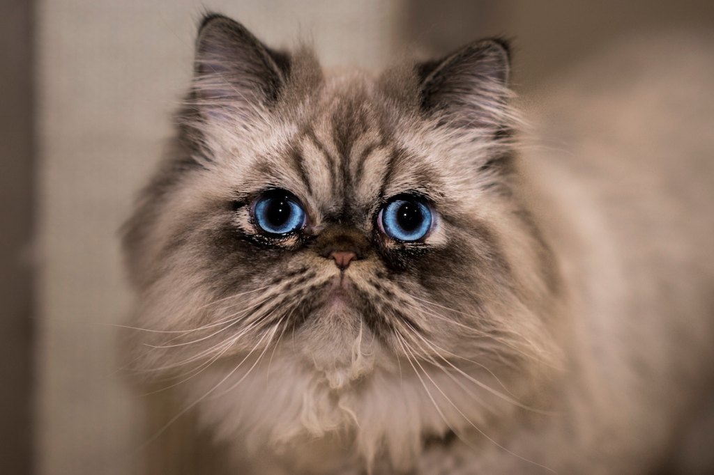 Cats With Long Hair And Flat Faces