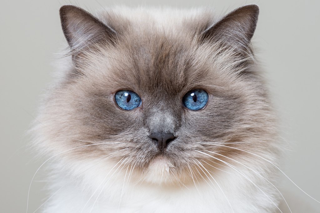 Cute Cats With Blue Eyes