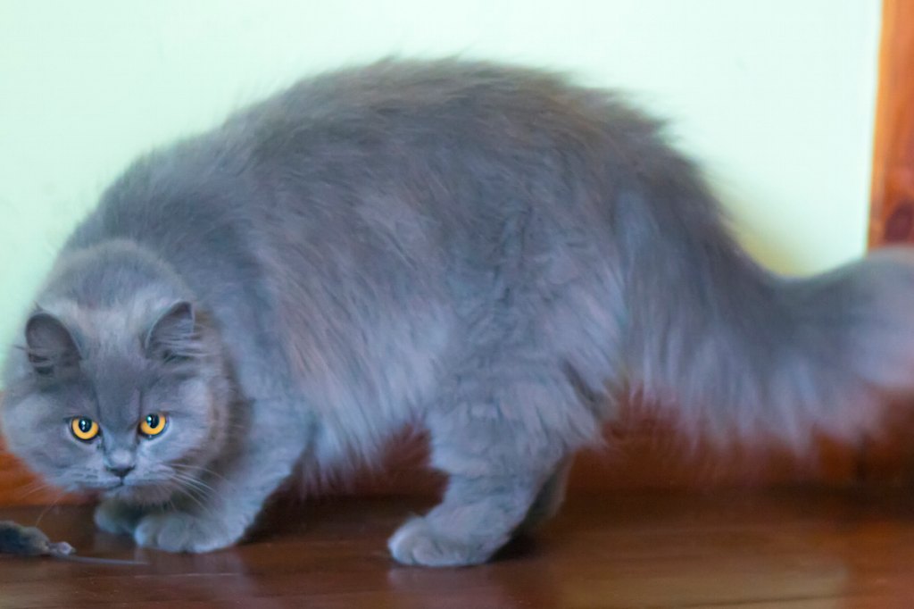 Cute Cats With Long Hair