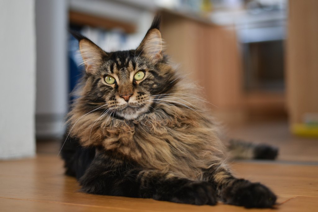 Fluffy Maine Coon Cat