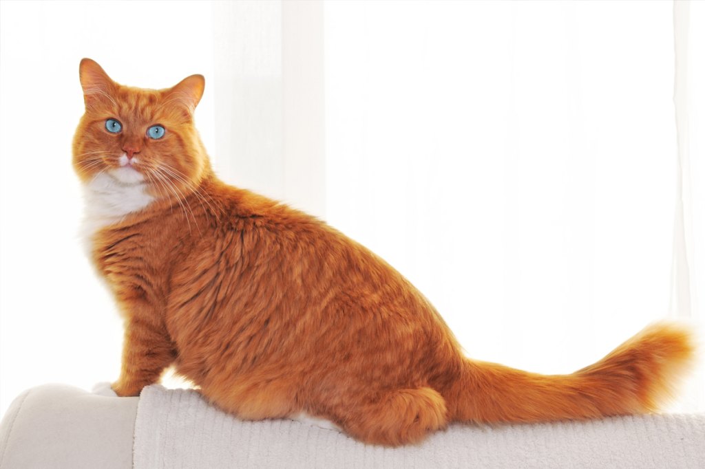 Ginger Cats With Blue Eyes