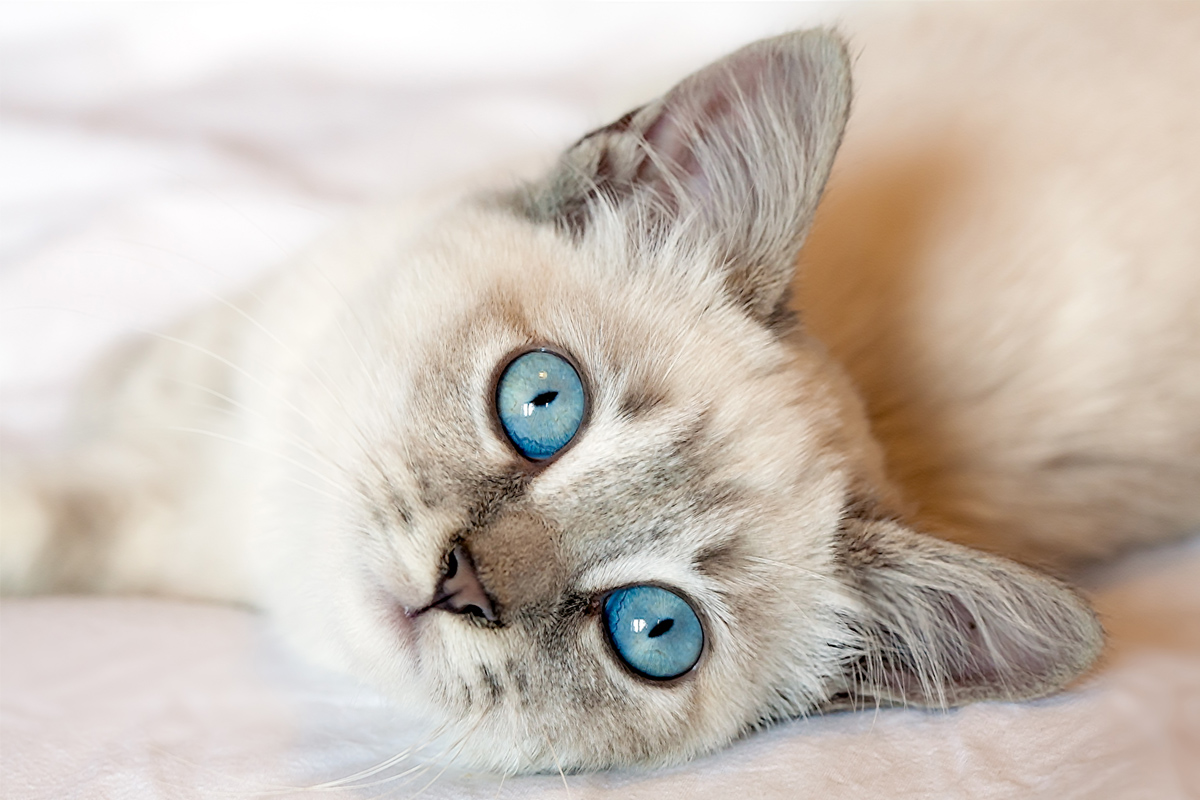 fluffy grey cat with blue eyes