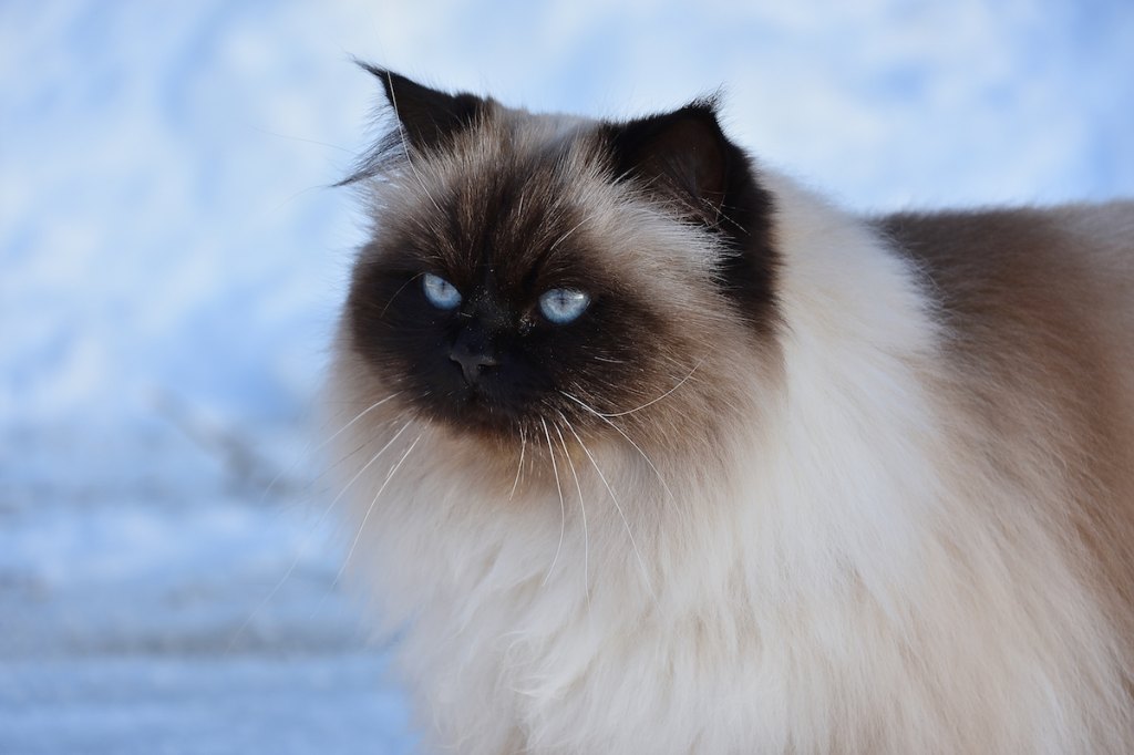 Himalayan Cats With Long Hair