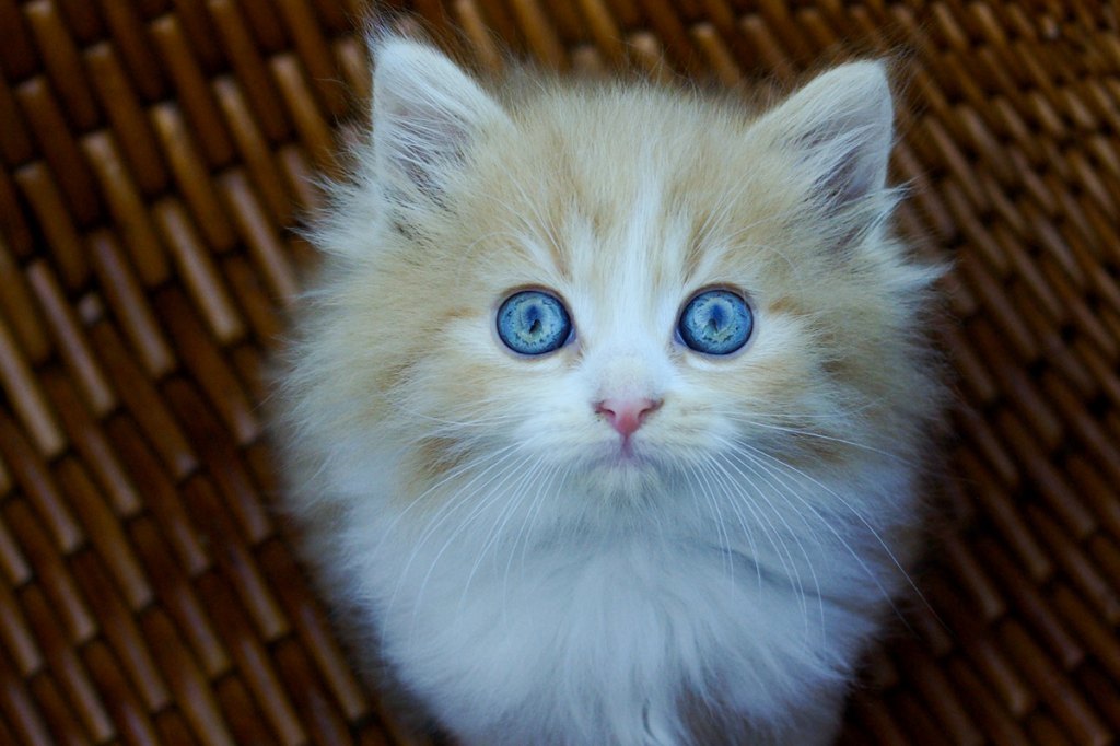 Kitten With Blue Eyes