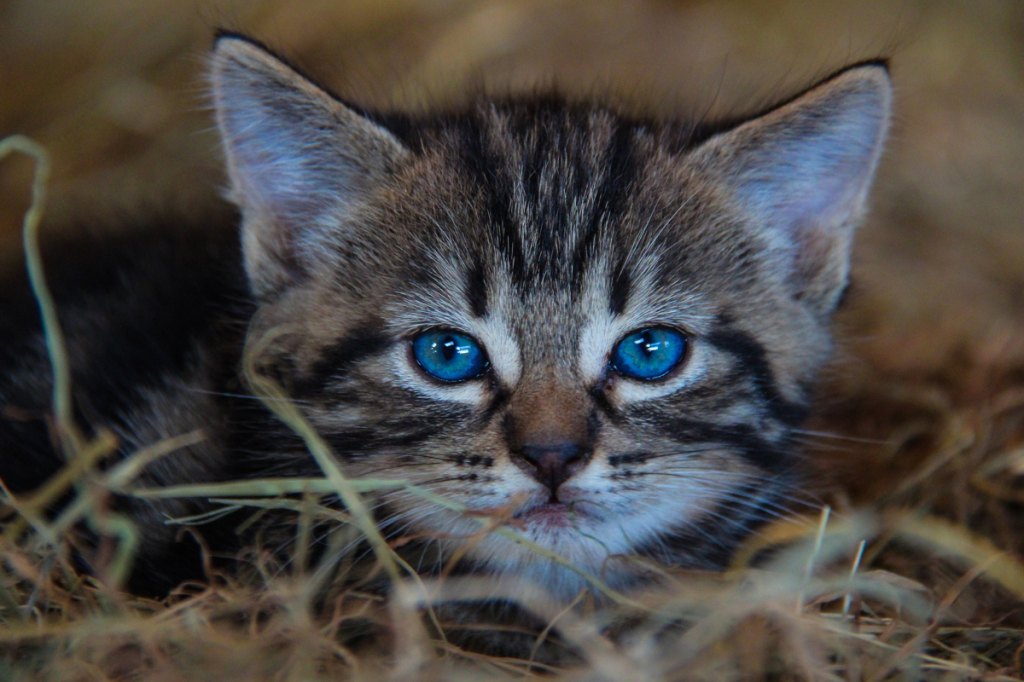 Kittens With Blue Eyes