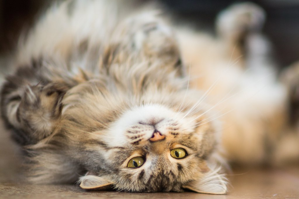 Maine Coon Cat With Long Hair