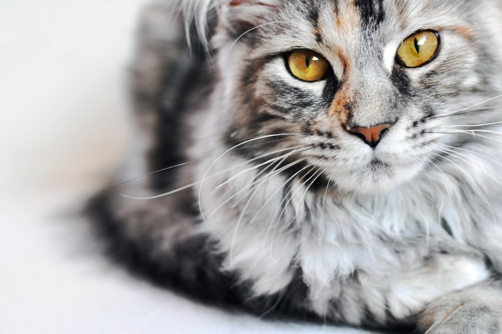 Maine Coon Cats With Long Hair