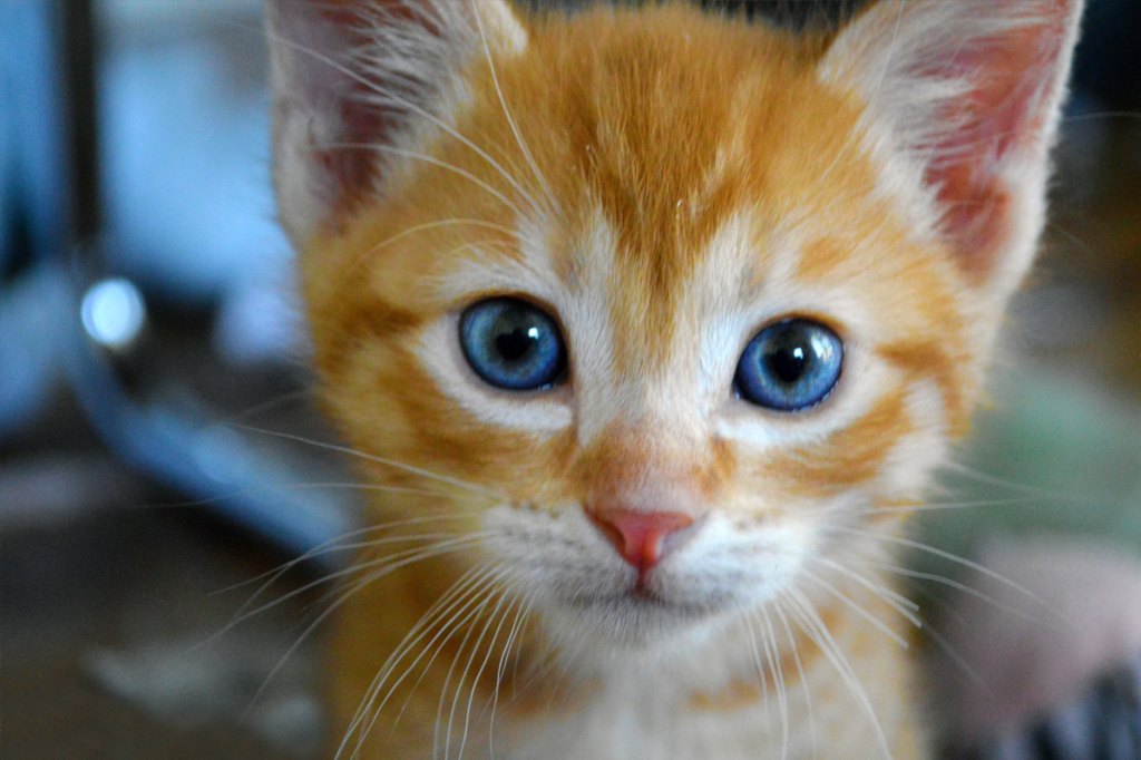 Orange Cats With Blue Eyes