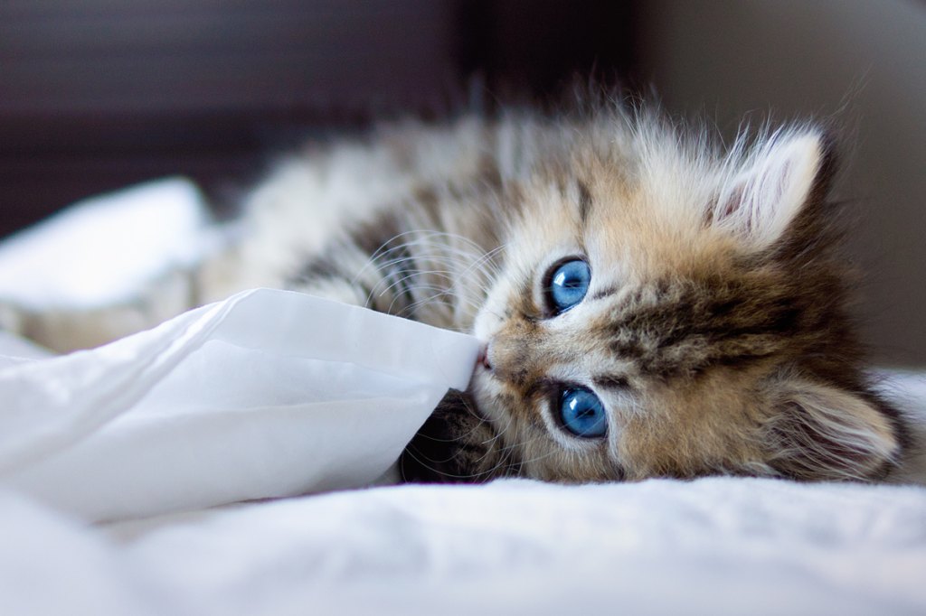 Persian Cats With Blue Eyes