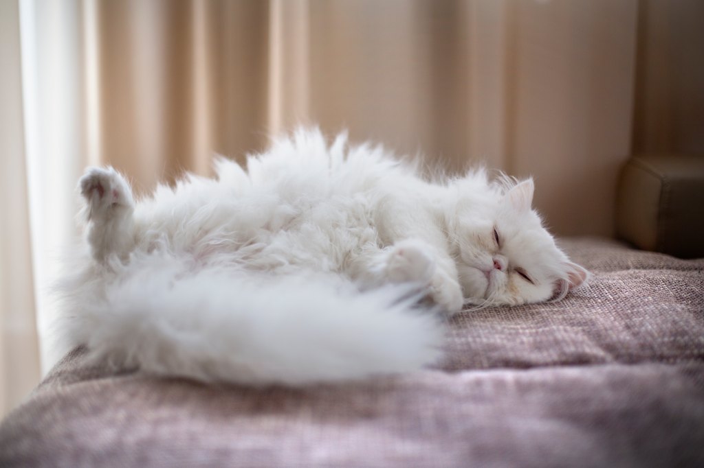 Persian Cats With Long Hairjpg