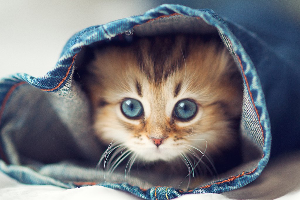 Pictures Of Cats With Blue Eyes