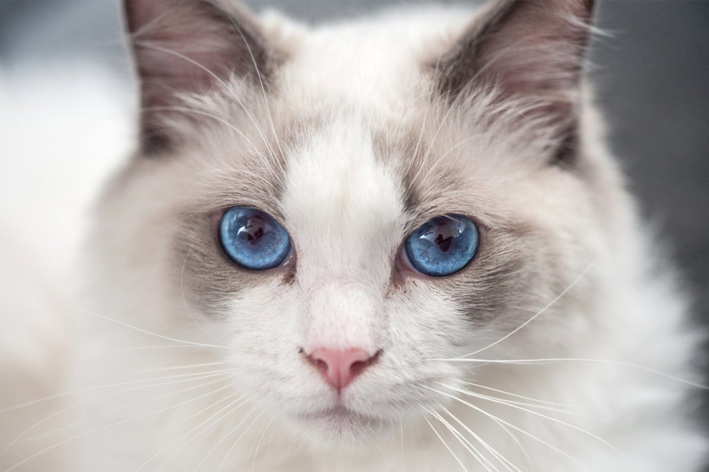 Ragdoll Cats With Blue Eyes
