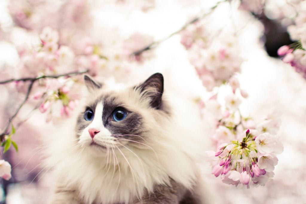 Ragdoll Cats With Long Hair