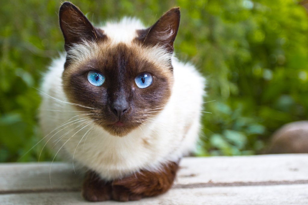 Siamese Cats With Blue Eyes