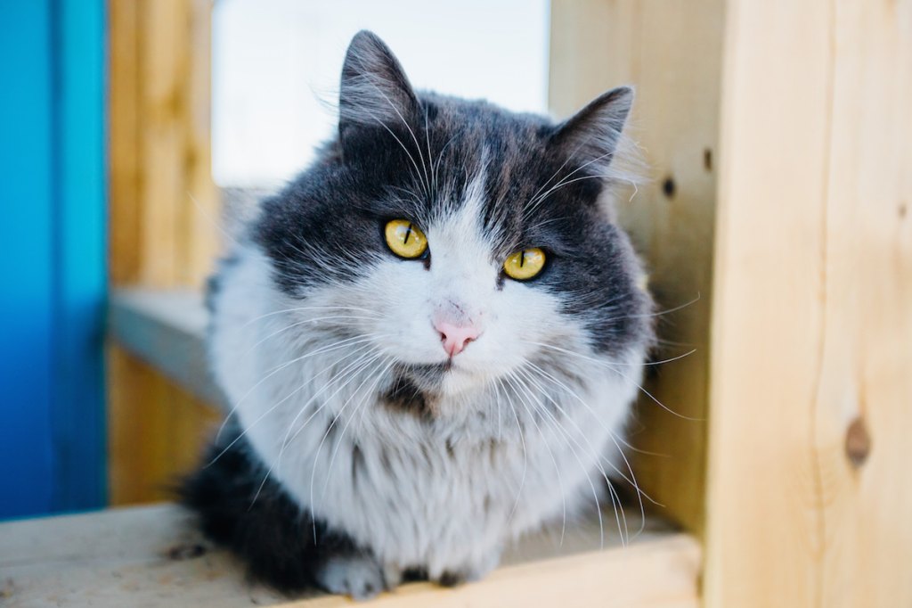 Siberian Cats With Long Hair