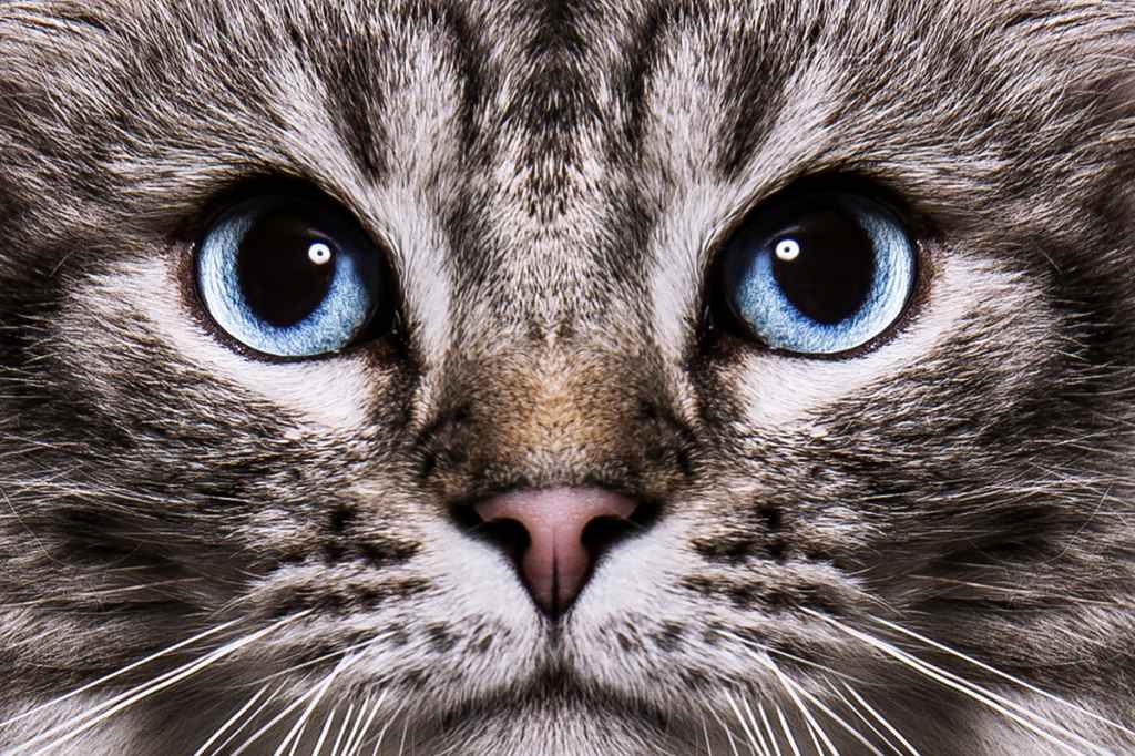 Silver Cats With Blue Eyes