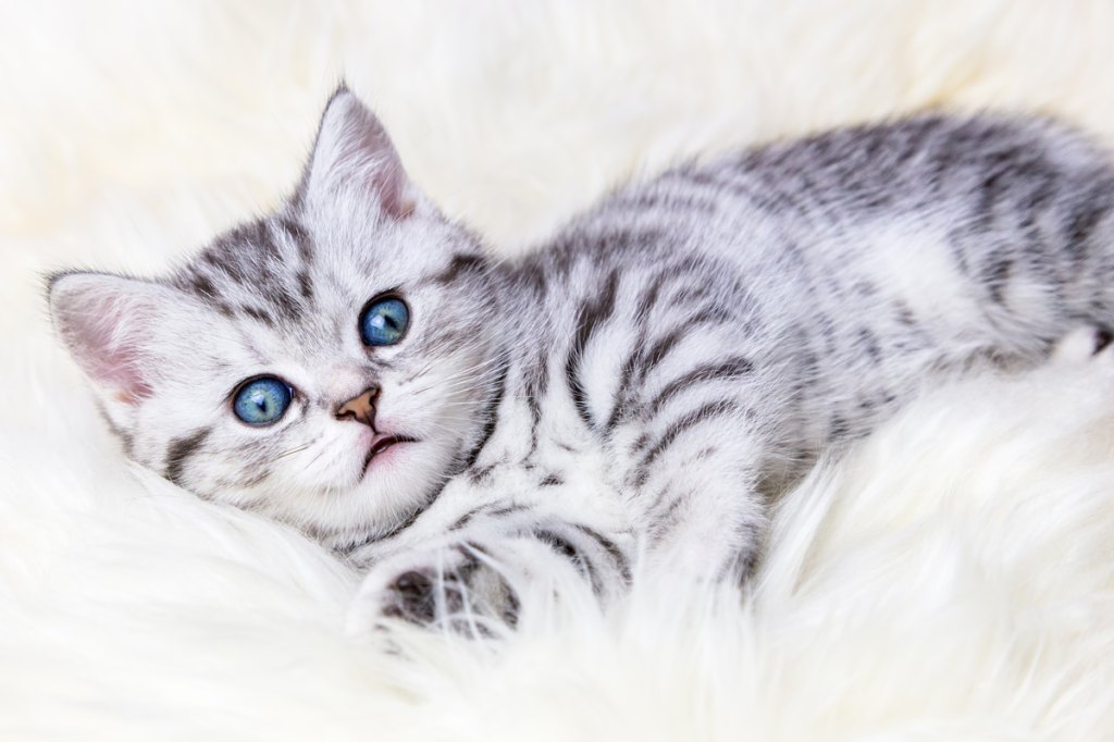 Tabby Cats With Blue Eyes
