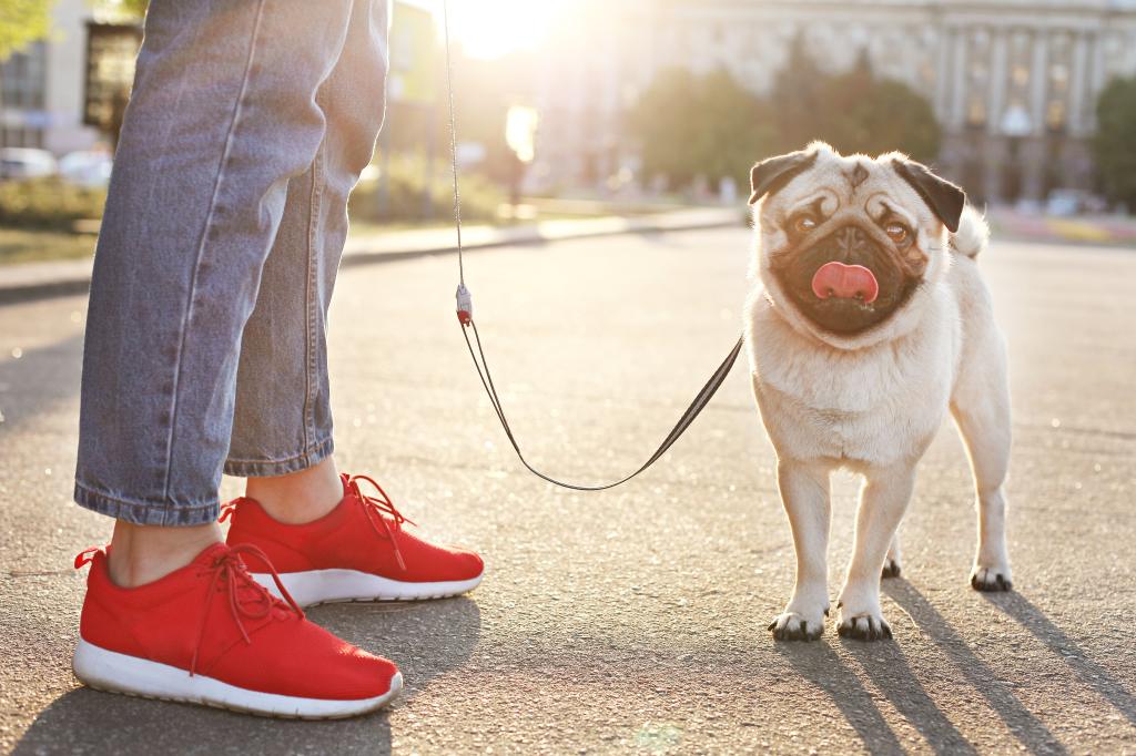 Walk Dog Exercise