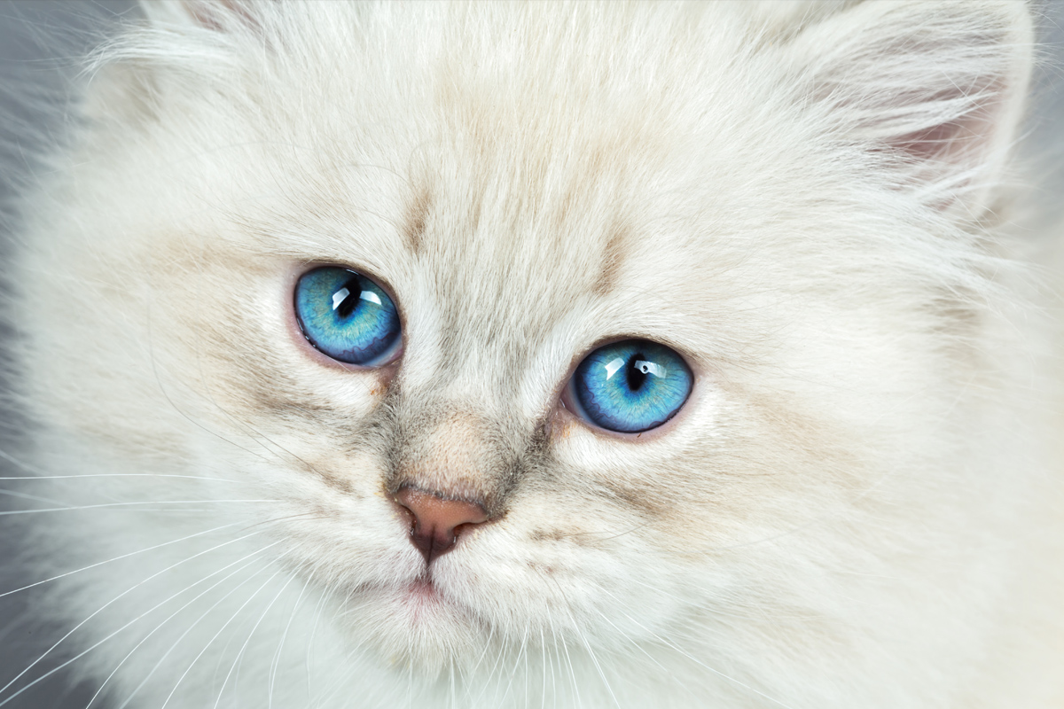 cute white cat with blue eyes