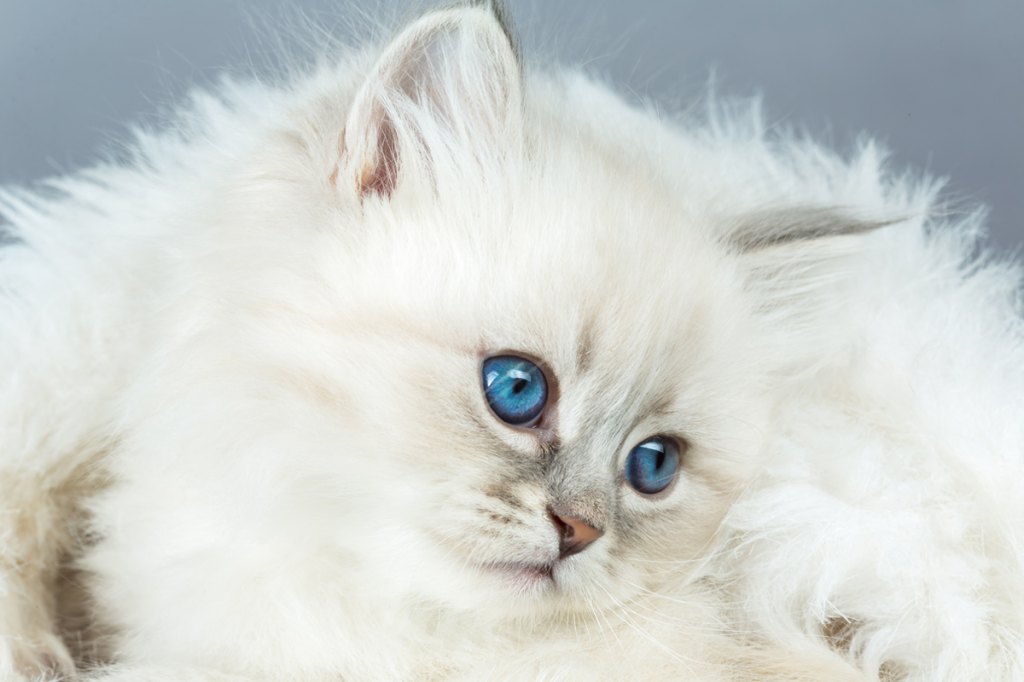White Kitten With Blue Eyes