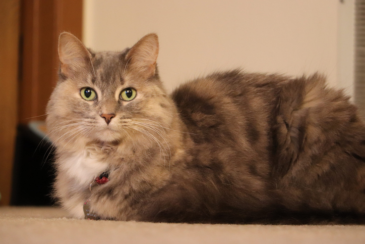 Cat in loaf position