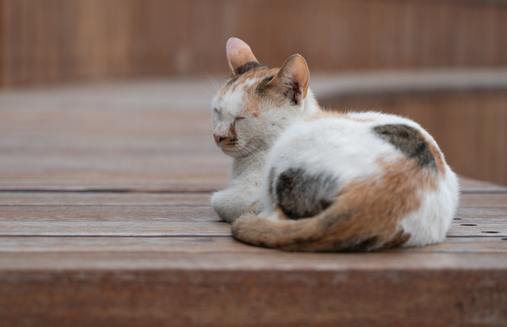 Calico cat resting