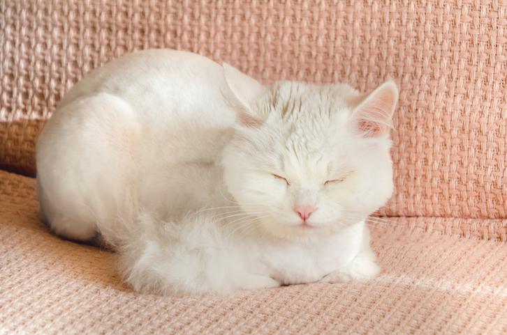 white cat on pink blanket loafing