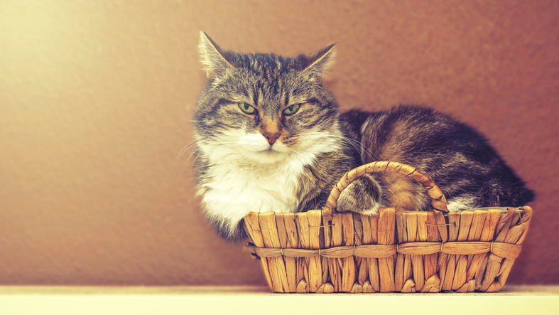 fuzzy white and brown cat in a small basket