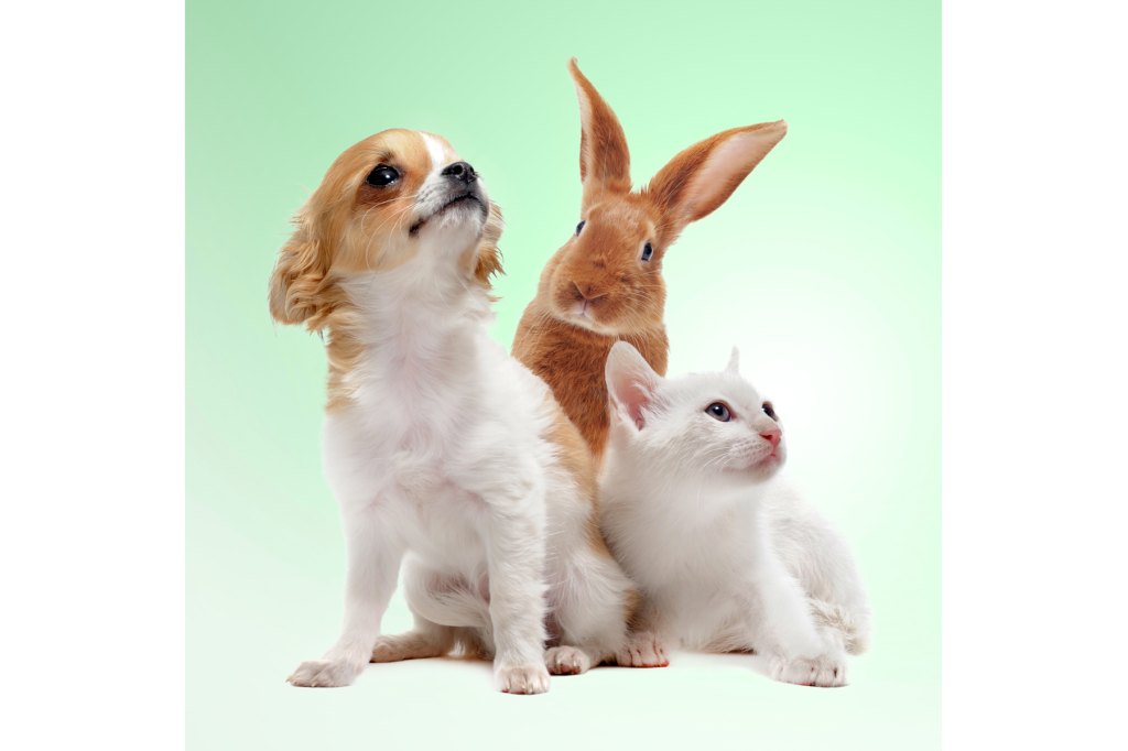 Birth Order Blended Family