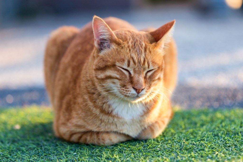 Cat Loaf Position Cat Loaf Position