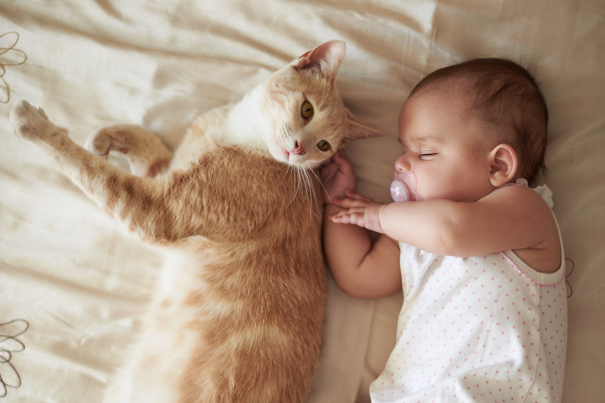 newborn and cats