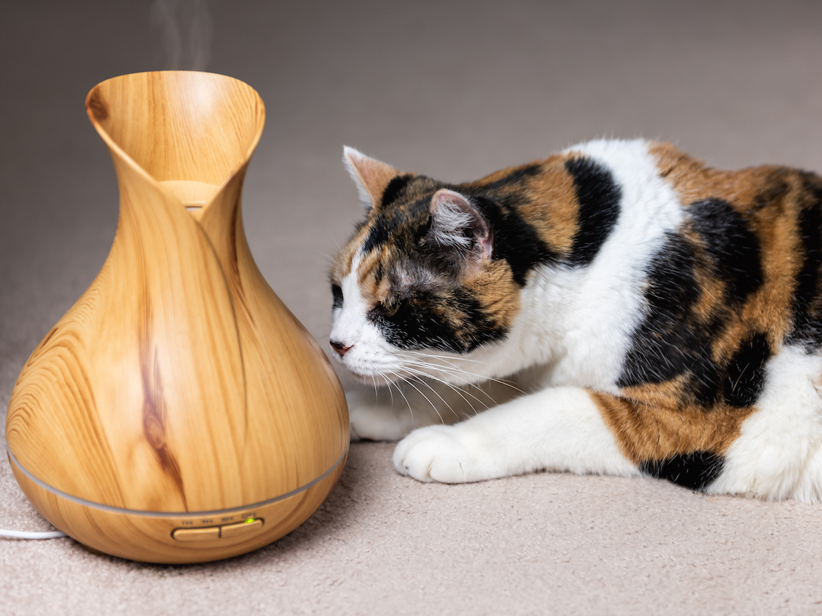 Are Essential Oils Bad for Cats and Dogs?