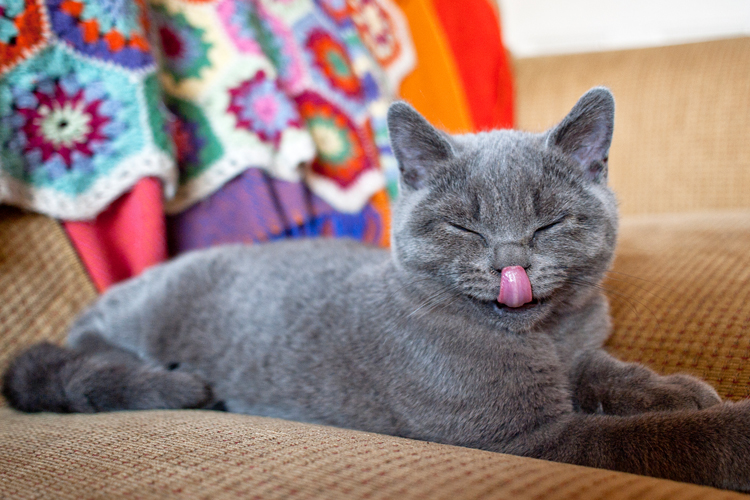 The Best Funny Cat Faces That Ll Make Your Day