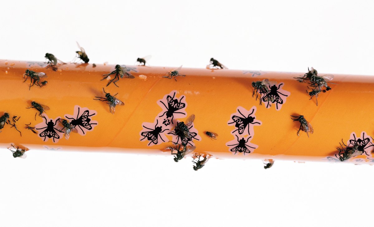 Making Insect Fly How to Make Your Own Fly Paper