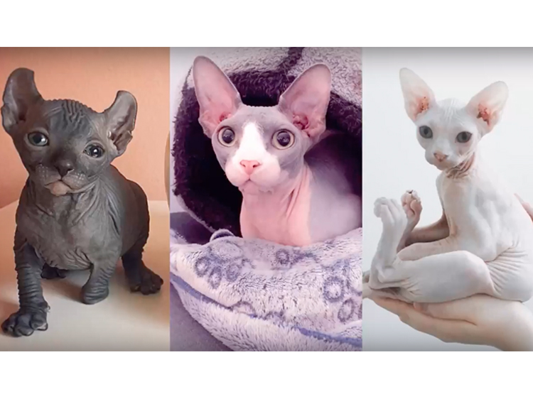 hairless-cats.jpg