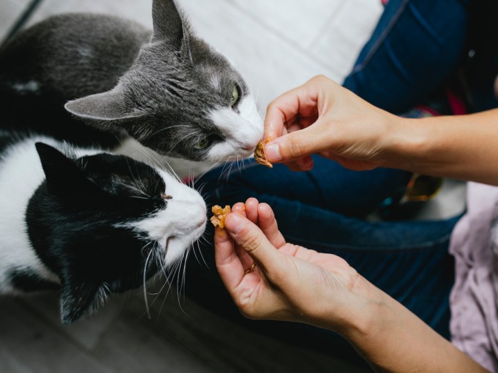 Here's Why Homemade Cat Food Is Risky
