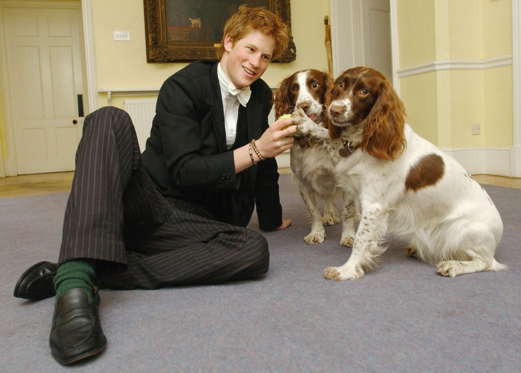 Prince Harry Eton Dogs