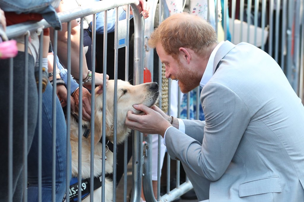 Prince Harry Meeting Dog