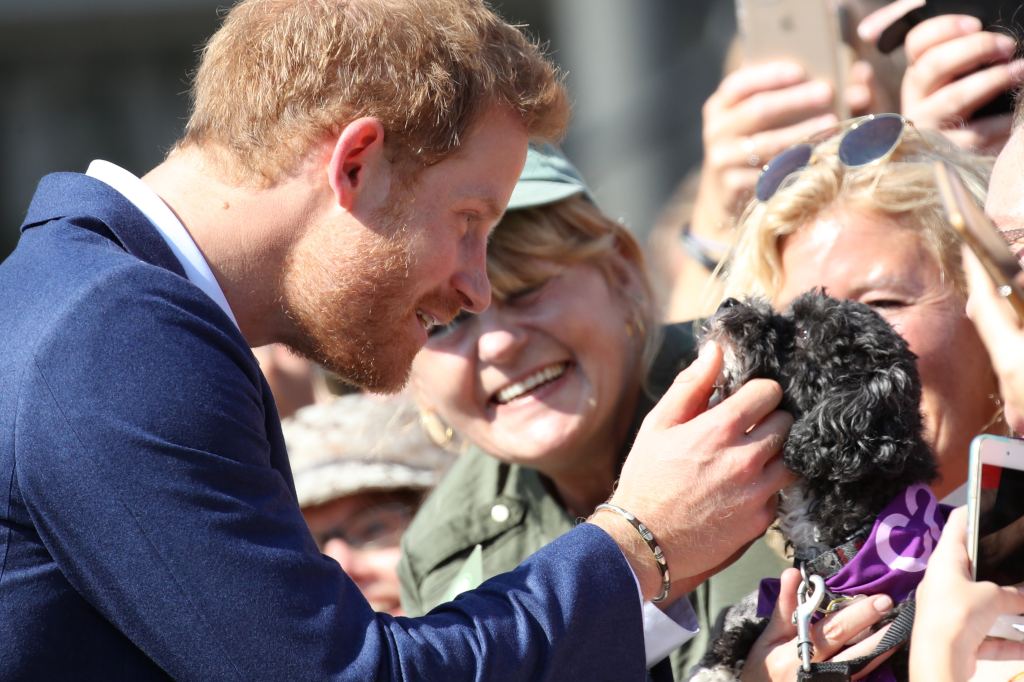 Prince Harry Petting Dog