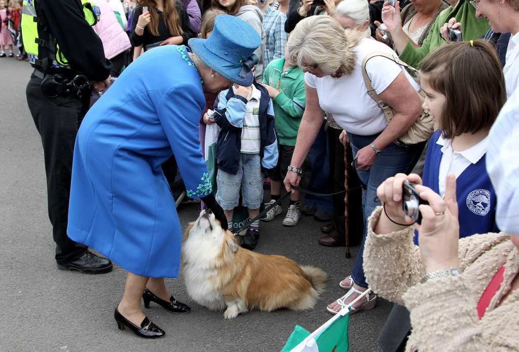 Queen Elizabeth Corgi