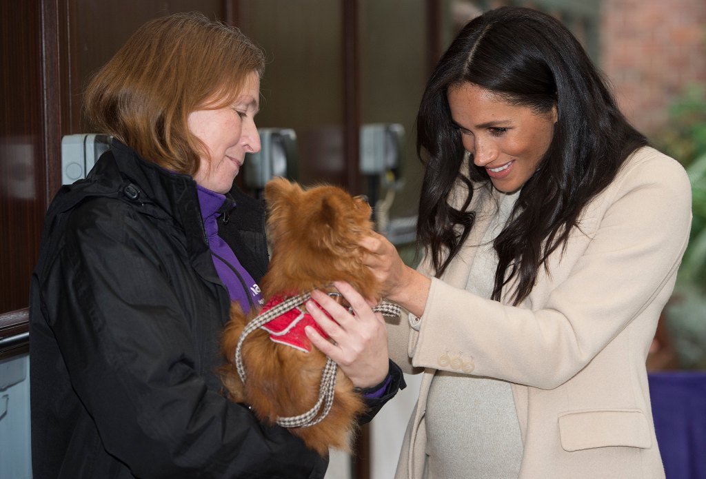 Royal Dogs 09