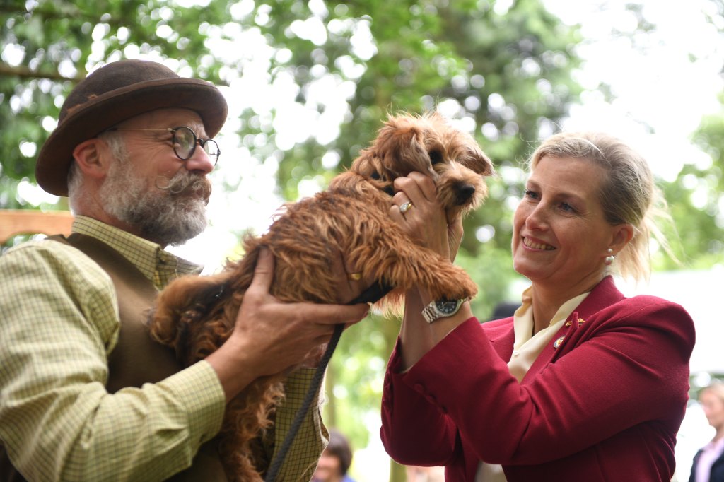 Royal Dogs 12